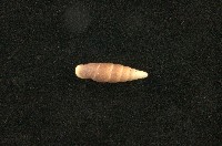 藏品(似謝氏煙管蝸牛)的圖片